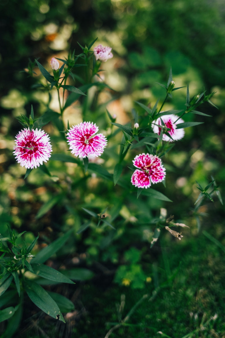 Gabriella & Tyler // Magical Carp River Gardens Wedding // Northern ...